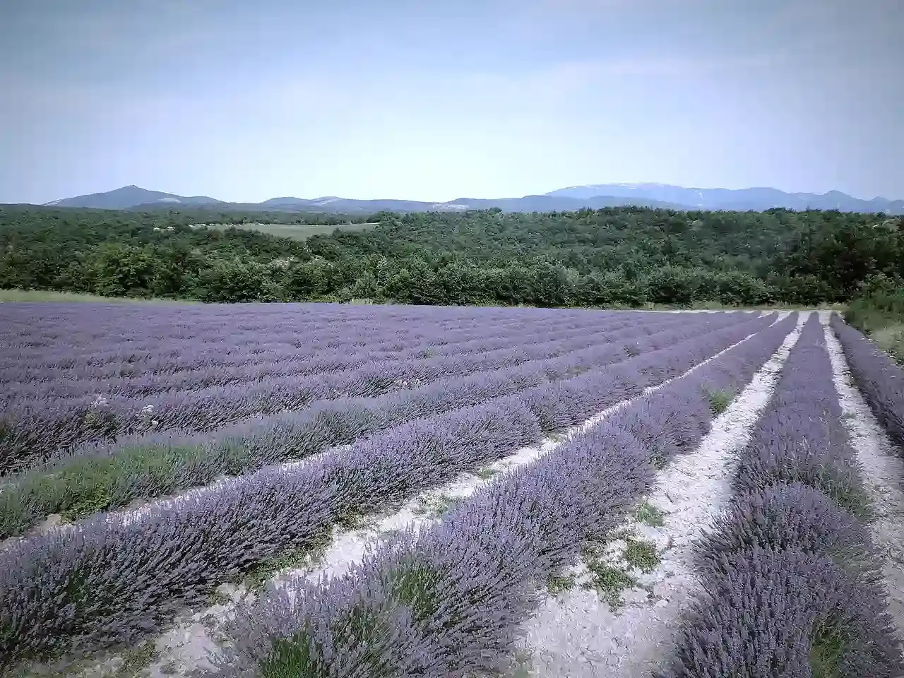 Rows of purple lavender fields in Provence, France