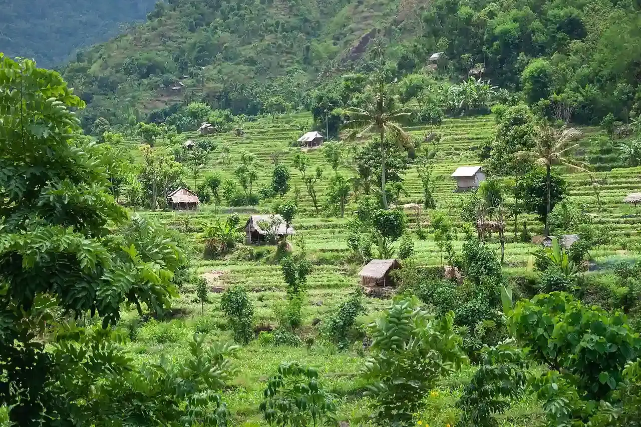 Terraced green rice paddies in East Bali, Indonesia
